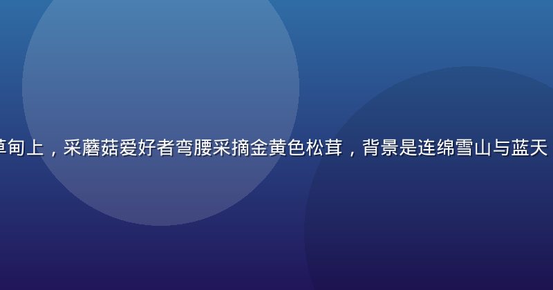 云南迪庆高山草甸上，采蘑菇爱好者弯腰采摘金黄色松茸，背景是连绵雪山与蓝天，画面壮阔自然