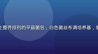 室内木质培养架上整齐排列的平菇菌包，白色菌丝布满培养基，家庭种植氛围温馨